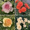 2025年、わが家の３種のバラの開花！（オリビアローズオースチン、ビブレバカンス、ティップントップ）