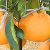 天草市でデコポンの収穫祭【熊本】    