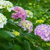 梅雨間近、福井市足羽川の紫陽花は今が旬