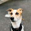 犬に草を食べさせないようにするしつけ。その後。