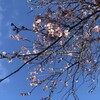 冬桜と天使のトランペット。冬に咲く淡い色もまた、美しく。