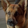 レックス～ウィーン警察シェパード犬刑事～Kommissar REX☆S2-10