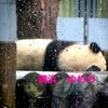 #シャンシャン#上野動物園、雨の日