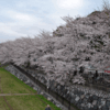 柳瀬川桜満開