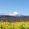 湘南三山に行ってみた(*'∀')ﾉ（吾妻山）