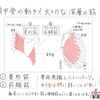 バレエノート(10)腕を上げても肩がすくまない！肩甲骨の「上方回旋」とは？　テキストPDF印刷OK！