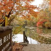 神奈川県秦野市　　　震生湖　紅葉