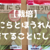 【栽培】大葉にら と ほうれん草を育てることにした