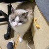 今夜はのんびりY子の帰りを待つふくちゃん