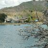 千代田湖の桜