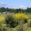「サツマイモ（薩摩芋）」の花に感激…。