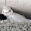 白いツバメ、幸せ効果倍増？　池田の民家で幼鳥２羽（岐阜県）