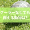 クーラーなくても飼える動物は?暑さに強い動物の種類から初心者におすすめのペットまで徹底解説
