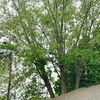 株で大損！😰カエデ（Maple) の種でも食べて食費の節約！