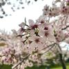 2024/04/02 竈門神社  曇り、桜＠太宰府市