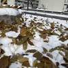 雪に刺さった葉っぱ🌱