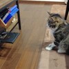 DVDプレイヤー VS 猫