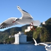 🏝初島に訪問しました😊 その①　カモメ地獄🐧