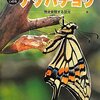 イモムシの救命行為からの感動サプライズ！アゲハ蝶の恩返しに涙