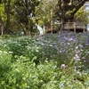 牧野植物園　こんこん山広場