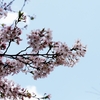 「桜」の撮影　2023年4月3日　(機材:　LAOWA Argus 25mm F0.95 MFT APO、OLYMPUS PEN E-PL8 )