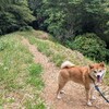 同情するなら金をくれ🐕️
