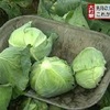 ８月に記録的大雨　長雨で野菜が・・・【熊本】