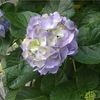 裏庭の紫陽花