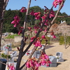 霊園風景　その51　「‥春の詩　　寒緋桜と陽光桜　そして山桜」