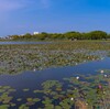 乙戸沼水生植物園のスイレン（土浦市） ～つくば市とその周辺の風景写真案内（１０５７） 