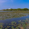 乙戸沼水生植物園のスイレン（土浦市） ～つくば市とその周辺の風景写真案内（１０５７） 