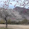 花貫さくら公園の梅