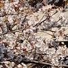 終わりかけの桜とバイト