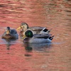 紅葉の池の冬鳥たち～小石川後楽園～