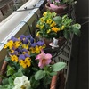 花の植え替えをしました