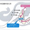 なめ朗でやんす！以前に患者さんから象の歯についてご質問頂いたので後日調べてお答えしたらえらく喜んで頂いたので御裾分け