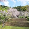 春の精矛神社へ、桜並木を抜けて島津義弘公を詣でる