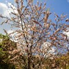 今年も 桜が咲いていました