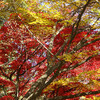 綺麗な武家屋敷の紅葉