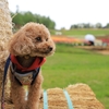 季節の花を求めて爽介くんとプチドライブ～滝野すずらん公園でチューリップ撮影会