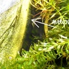 ひょうたん池へのエアー供給★㉗　ひょうたん池の手入れ　　浮いている落ち葉の除去