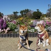 春の吉田公園　～ 写真撮り過ぎ注意 ～  （第１９４９話）