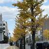 銀杏並木。。。