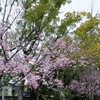 見ごろの桜に試練！　強風と雨で散って舞う？