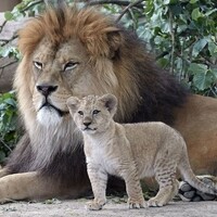 バーバリライオンのいる動物園は 飼育展示動物園とバーバリライオン情報まとめ アリエスコム Ariescom