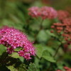 雲の上の花巡礼　高原の風と花