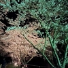 佐渡紀行11（ホテル万長）