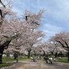 アジアな空間　その２０１０５　仕上げの桜パト　小金井公園　の巻