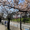 千鳥ヶ淵編　桜の満開はこれから