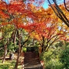 京都ぶらり　本日の一枚　円山公園